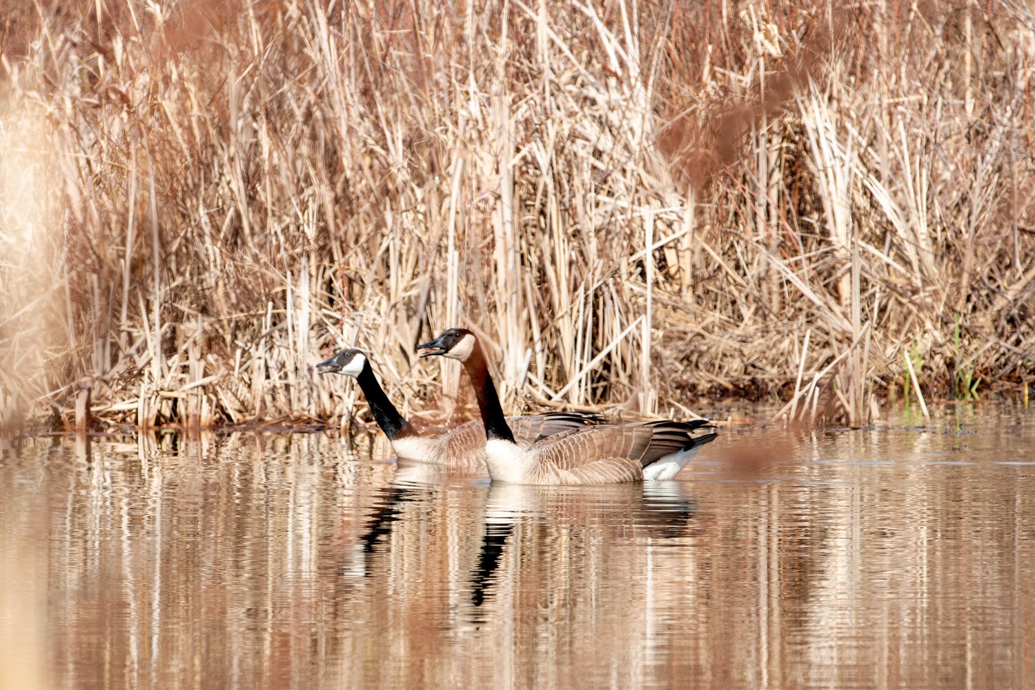 These two Canadian Geese are enjoying the new China Creek floodwater and fish habitat project area.